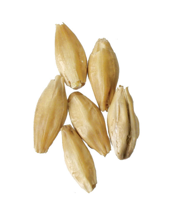 Ashburne Mild 5 lb Milled