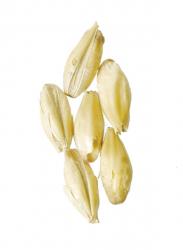 Briess Brewers 2-Row 5 lb Milled